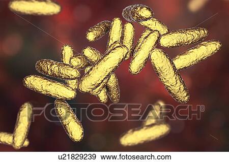 Bacteria of donovanosis infection, illustration View Large Photo Image Stock Photo - Bacteria of donovanosis infection, illustration. Fotosearch