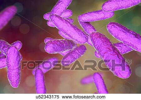 Bacteria of donovanosis infection, illustration View Large Photo Image Stock Photography - Bacteria of donovanosis infection, illustration. Fotosearch