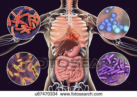Picture - Bacteria that cause human infections, illustration. Fotosearch