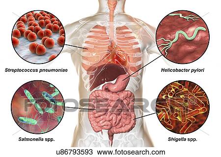 Bacteria that cause human infections, illustration View Large Photo Image Stock Image - Bacteria that cause human infections, illustration. Fotosearch