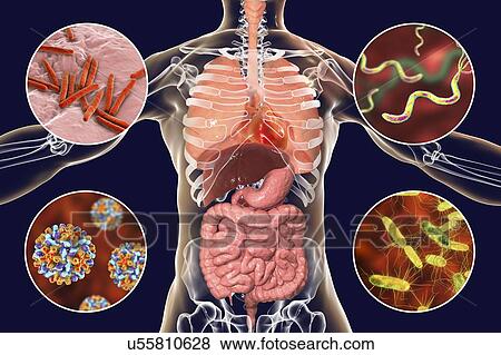 Bacteria that cause human infections, illustration View Large Photo Image Stock Photo - Bacteria that cause human infections, illustration. Fotosearch