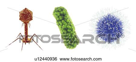 Stock Photograph - Bacteriophage, bacterium and Mimivirus, illustration. Set of microscopic germs that cause infectious diseases, isolated on white.. Fotosearch
