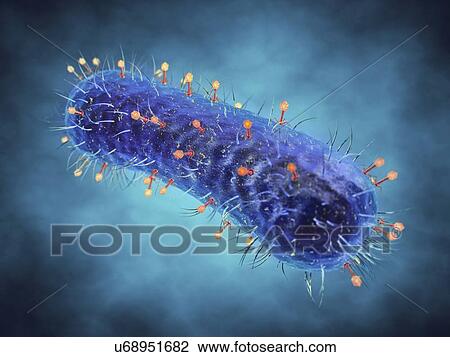 Bacteriophages infecting bacterium, illustration View Large Photo Image Stock Image - Bacteriophages infecting bacterium, illustration. Fotosearch