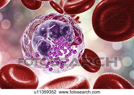 Stock Image - Basophil white and red blood cell, illustration. Fotosearch