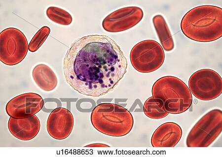 Stock Image - Basophil white and red blood cell, illustration. Fotosearch