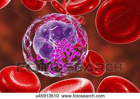 Basophil white and red blood cell, illustration View Large Photo Image Stock Image - Basophil white and red blood cell, illustration. Fotosearch