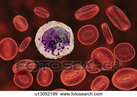 Stock Photo - Basophil white and red blood cell, illustration. Fotosearch