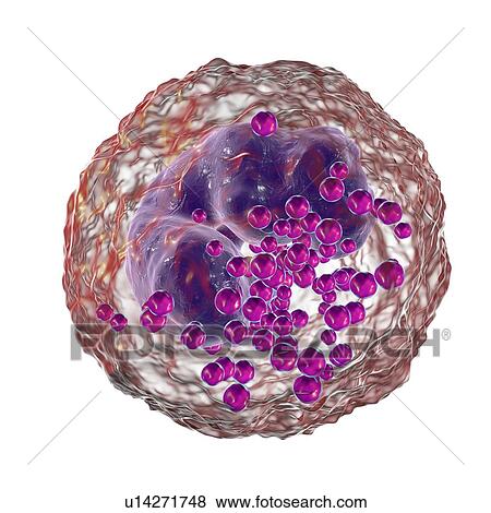 Basophil white blood cell, illustration View Large Photo Image Stock Photo - Basophil white blood cell, illustration. Fotosearch