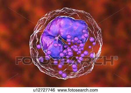 Stock Photograph - Basophil white blood cell, illustration. Fotosearch
