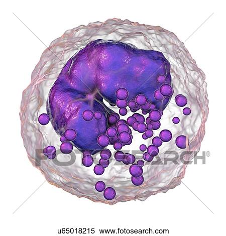 Stock Photography - Basophil white blood cell, illustration. Fotosearch
