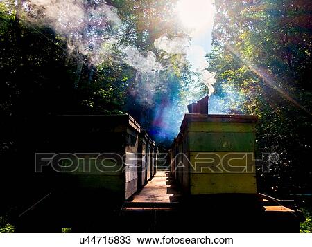 Stock Image - Bee smoker on beehive in farm, Ural, Bashkortostan, Russia. Fotosearch