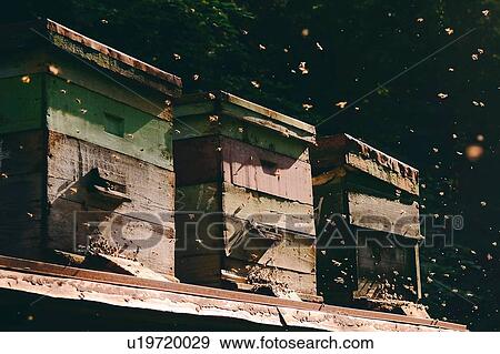 Beehive farm, Ural, Bashkortostan, Russia View Large Photo Image Stock Photo - Beehive farm, Ural, Bashkortostan, Russia. Fotosearch