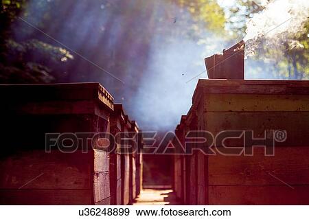 Beehive farm, Ural, Bashkortostan, Russia View Large Photo Image Stock Photo - Beehive farm, Ural, Bashkortostan, Russia. Fotosearch