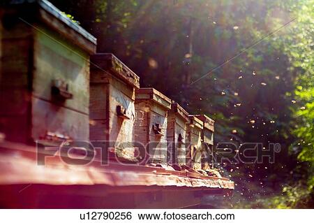 Beehive farm, Ural, Bashkortostan, Russia View Large Photo Image Stock Photograph - Beehive farm, Ural, Bashkortostan, Russia. Fotosearch