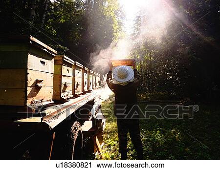 Stock Image - Beekeeper checking beehive against sunlight in farm, Ural, Bashkortostan, Russia. Fotosearch