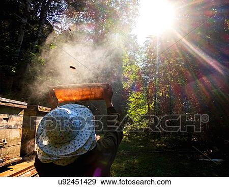Stock Photo - Beekeeper checking beehive against sunlight in farm, Ural, Bashkortostan, Russia. Fotosearch