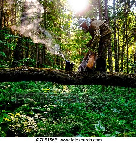 Beekeeper with bee smoker in forest, Ural, Bashkortostan, Russia View Large Photo Image Stock Photograph - Beekeeper with bee smoker in forest, Ural, Bashkortostan, Russia. Fotosearch