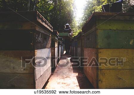 Beekeeper working in beehive farm, Ural, Bashkortostan, Russia View Large Photo Image Stock Image - Beekeeper working in beehive farm, Ural, Bashkortostan, Russia. Fotosearch