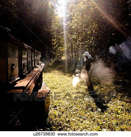 Stock Image - Beekeeper working in beehive farm, Ural, Bashkortostan, Russia. Fotosearch