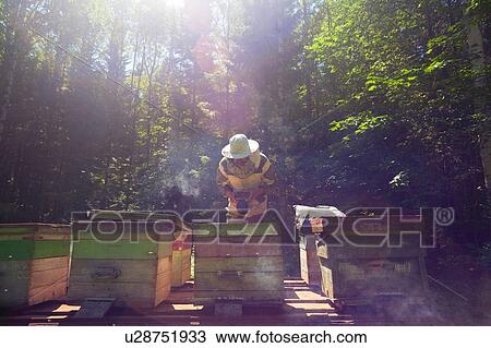 Beekeeper working in beehive farm, Ural, Bashkortostan, Russia View Large Photo Image Stock Image - Beekeeper working in beehive farm, Ural, Bashkortostan, Russia. Fotosearch