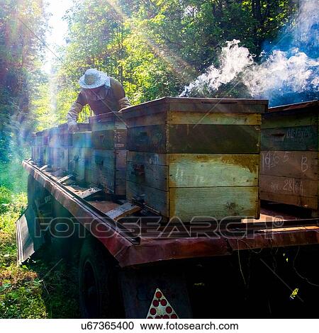 Beekeeper working in beehive farm, Ural, Bashkortostan, Russia View Large Photo Image Stock Image - Beekeeper working in beehive farm, Ural, Bashkortostan, Russia. Fotosearch