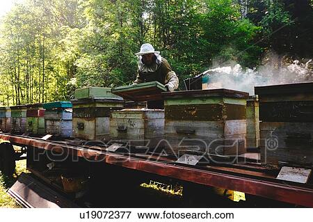 Stock Photo - Beekeeper working in beehive farm, Ural, Bashkortostan, Russia. Fotosearch