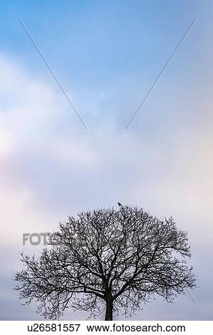 Bird perched at top of bare tree View Large Photo Image Stock Photo - Bird perched at top of bare tree. Fotosearch