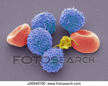 Stock Image - Blood cells, SEM. Fotosearch
