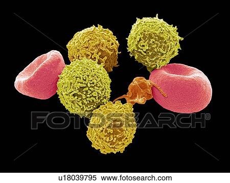 Stock Photography - Blood cells, SEM. Fotosearch