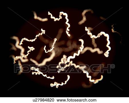 Stock Image - Borrelia bacterial infection in the blood, illustration. Fotosearch