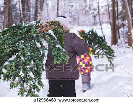 Boy and girl walking through snow covered forest carrying christmas tree, rear view View Large Photo Image Stock Photo - Boy and girl walking through snow covered forest carrying christmas tree, rear view. Fotosearch