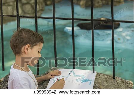 Boy drawing a seal View Large Photo Image Stock Image - Boy drawing a seal. Fotosearch