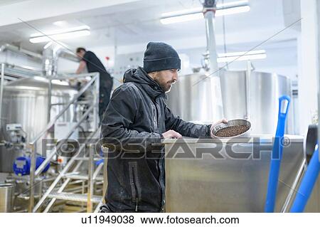 Stock Photo - Brewer adding hops to brew mix in small brewery. Fotosearch