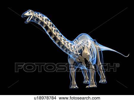 Picture - Brontosaurus skeleton, illustration. Fotosearch