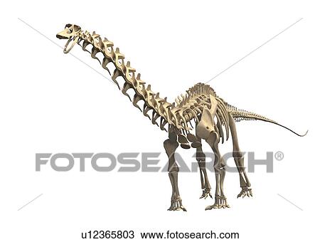 Brontosaurus skeleton, illustration View Large Photo Image Stock Image - Brontosaurus skeleton, illustration. Fotosearch