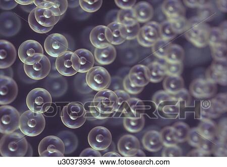 Bubbles, illustration View Large Photo Image Picture - Bubbles, illustration. Fotosearch
