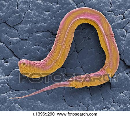 Stock Image - C elegans, SEM. Fotosearch