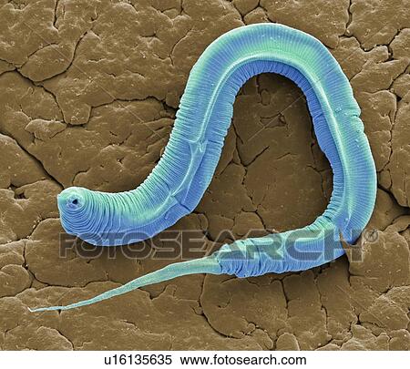 Stock Photography - C elegans, SEM. Fotosearch