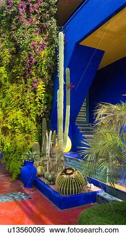 Cacti and bougainvillea plants by vibrant blue entrance View Large Photo Image Stock Photography - Cacti and bougainvillea plants by vibrant blue entrance. Fotosearch