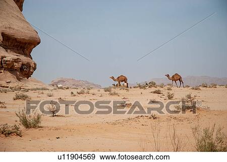 Camels in desert landscape, Wadi Rum, Jordan View Large Photo Image Stock Photo - Camels in desert landscape, Wadi Rum, Jordan. Fotosearch