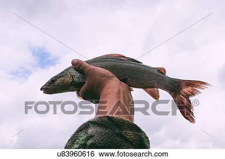 Stock Photograph - Caught fish held up to sky. Fotosearch