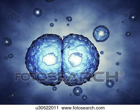Cell division, illustration View Large Photo Image Stock Image - Cell division, illustration. Fotosearch