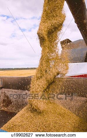 Cereal grain pouring from combine harvester into truck, detail View Large Photo Image Stock Photo - Cereal grain pouring from combine harvester into truck, detail. Fotosearch