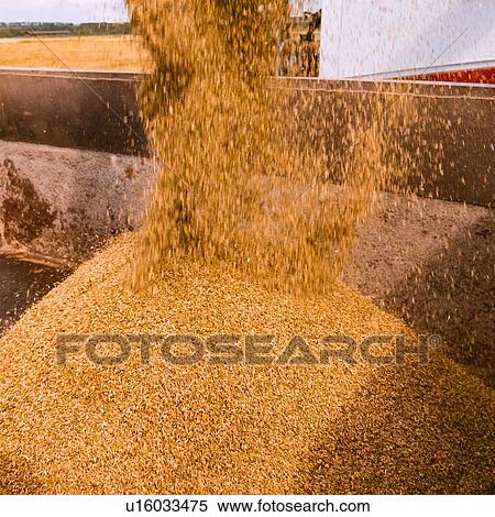 Stock Photography - Cereal grain pouring from combine harvester into truck, detail. Fotosearch