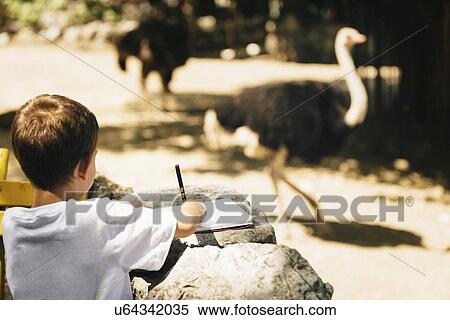 Child drawing an ostrich View Large Photo Image Stock Photography - Child drawing an ostrich. Fotosearch