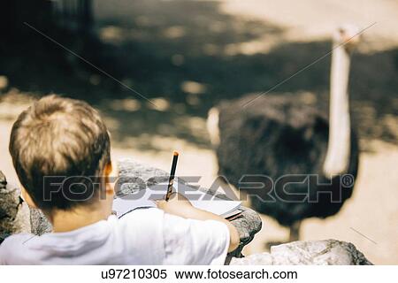 Stock Photography - Child drawing an ostrich. Fotosearch