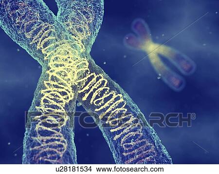 Picture - Chromosomes, illustration. Fotosearch