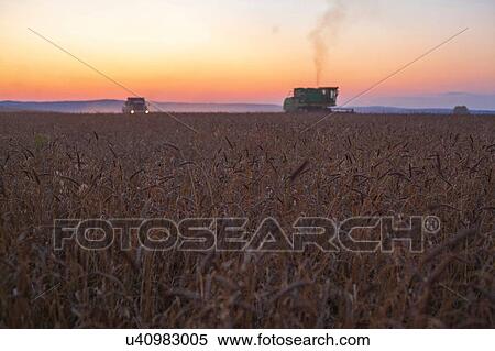Combine harvester harvesting wheat field at sunset View Large Photo Image Stock Photography - Combine harvester harvesting wheat field at sunset. Fotosearch