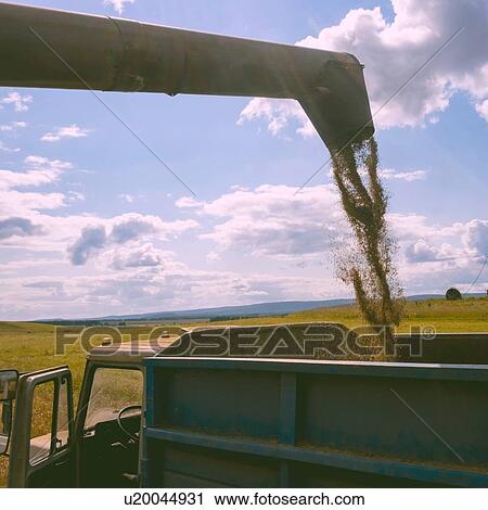 Combine harvester pouring cereal grain into truck View Large Photo Image Stock Image - Combine harvester pouring cereal grain into truck. Fotosearch