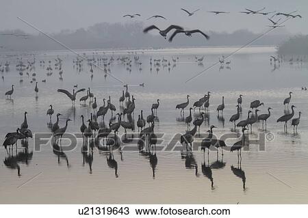 Common crane in flight View Large Photo Image Stock Image - Common crane in flight. Fotosearch